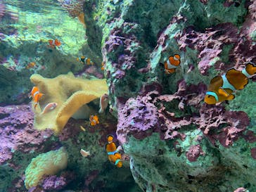 サンシャイン水族館に投稿された画像（2025/2/24）