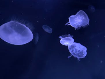 サンシャイン水族館に投稿された画像（2025/2/24）