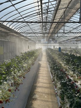 やすださん家のスイーツ園に投稿された画像（2025/2/24）