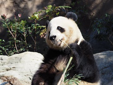 恩賜上野動物園に投稿された画像（2025/2/24）