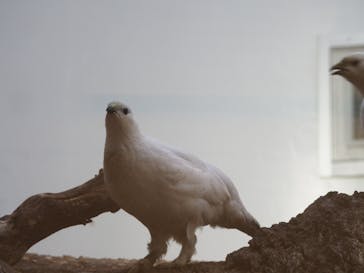 恩賜上野動物園に投稿された画像（2025/2/24）