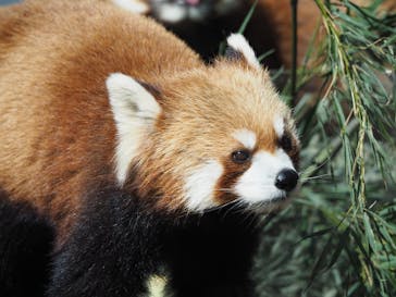 恩賜上野動物園に投稿された画像（2025/2/24）
