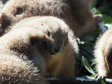 恩賜上野動物園に投稿された画像（2025/2/24）
