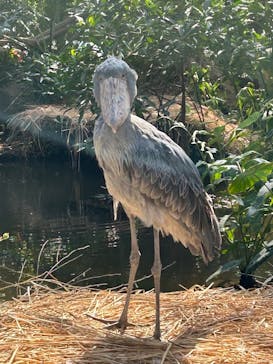 神戸どうぶつ王国に投稿された画像（2025/2/24）