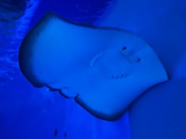 島根県立 しまね海洋館に投稿された画像（2025/2/24）