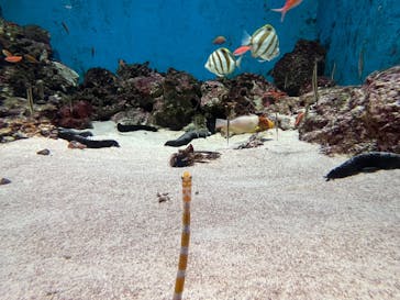 島根県立 しまね海洋館に投稿された画像（2025/2/24）