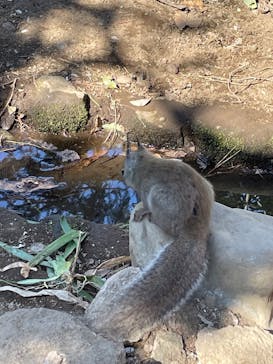 井の頭自然文化園に投稿された画像（2025/2/24）