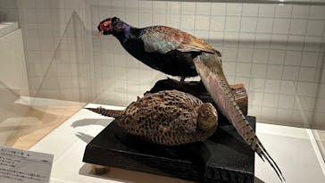 特別展「鳥 ～ゲノム解析が解き明かす新しい鳥類の系統～」国立科学博物館に投稿された画像（2025/2/24）
