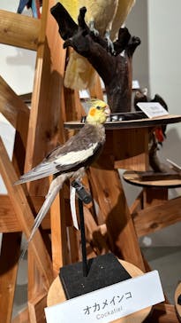 特別展「鳥 ～ゲノム解析が解き明かす新しい鳥類の系統～」国立科学博物館に投稿された画像（2025/2/24）