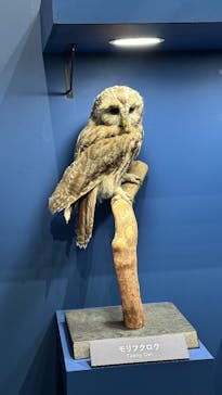 特別展「鳥 ～ゲノム解析が解き明かす新しい鳥類の系統～」国立科学博物館に投稿された画像（2025/2/24）