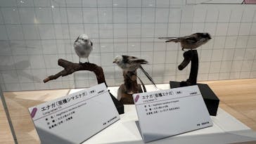 特別展「鳥 ～ゲノム解析が解き明かす新しい鳥類の系統～」国立科学博物館に投稿された画像（2025/2/24）
