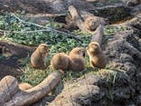 恩賜上野動物園に投稿された画像（2025/2/24）