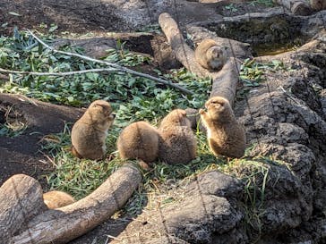 恩賜上野動物園に投稿された画像（2025/2/24）