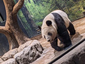 恩賜上野動物園に投稿された画像（2025/2/24）