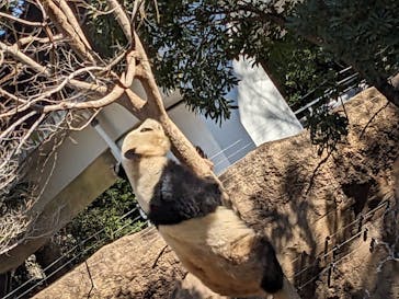 恩賜上野動物園に投稿された画像（2025/2/24）