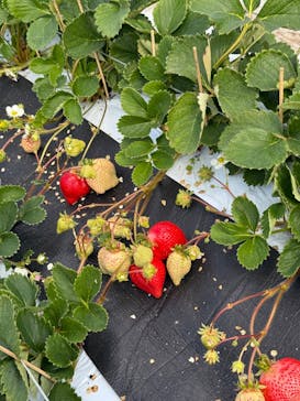 大谷ファームに投稿された画像（2025/2/24）