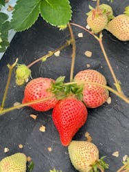 大谷ファームに投稿された画像（2025/2/24）