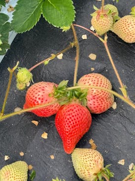 大谷ファームに投稿された画像（2025/2/24）