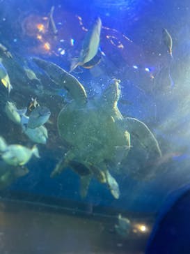 しながわ水族館に投稿された画像（2025/2/24）