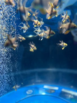 しながわ水族館に投稿された画像（2025/2/24）