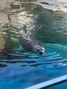 しながわ水族館に投稿された画像（2025/2/24）