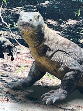名古屋市東山動植物園に投稿された画像（2025/2/24）