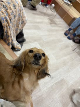 いぬカフェRio 鎌倉小町通り店に投稿された画像（2025/2/24）