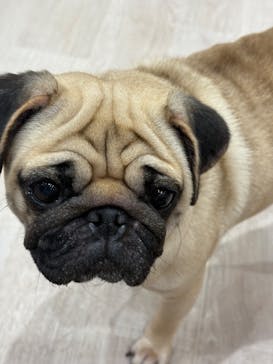 いぬカフェRio 鎌倉小町通り店に投稿された画像（2025/2/24）