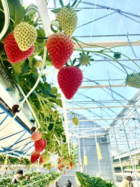 井上寅雄農園に投稿された画像（2025/2/24）