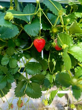 井上寅雄農園に投稿された画像（2025/2/24）