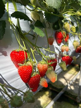 お陽様農園に投稿された画像（2025/2/24）