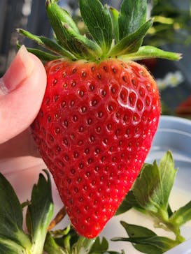 Strawberry Farm シャインベリーに投稿された画像（2025/2/24）
