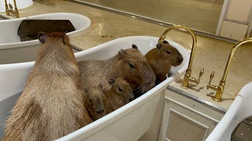 アニタッチららぽーと名古屋みなとアクルスに投稿された画像（2025/2/24）