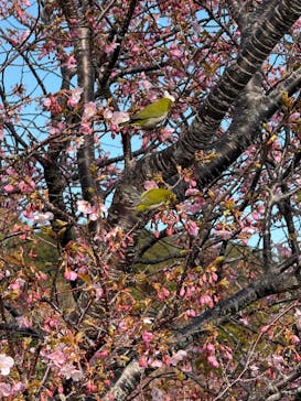 下田ロープウェイに投稿された画像（2025/2/24）