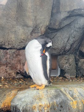 仙台うみの杜水族館に投稿された画像（2025/2/24）