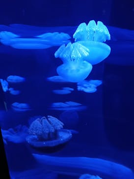 サンシャイン水族館に投稿された画像（2025/2/24）