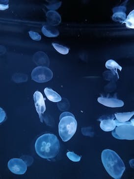 サンシャイン水族館に投稿された画像（2025/2/24）