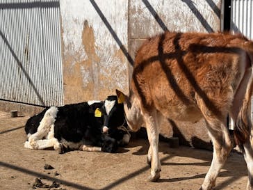 マザー牧場に投稿された画像（2025/2/24）