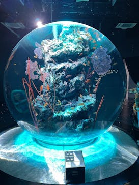 神戸みなと温泉 蓮×AQUARIUM × ART　atoaに投稿された画像（2025/2/24）