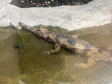恩賜上野動物園に投稿された画像（2025/2/25）