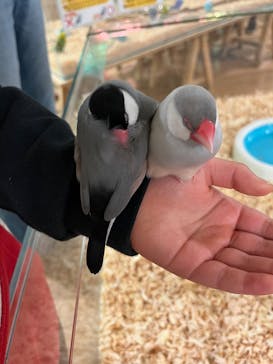 いきもの探検隊湘南に投稿された画像（2025/2/25）