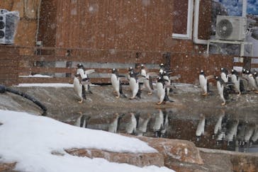 那須どうぶつ王国に投稿された画像（2025/2/25）