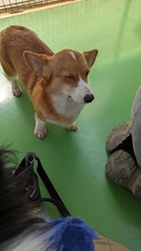 つくばわんわんランドに投稿された画像（2025/2/25）