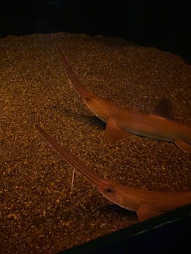 アクアワールド茨城県大洗水族館に投稿された画像（2025/2/25）