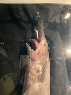 アクアワールド茨城県大洗水族館に投稿された画像（2025/2/25）