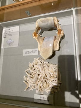 アクアワールド茨城県大洗水族館に投稿された画像（2025/2/25）