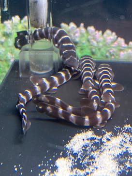 アクアワールド茨城県大洗水族館に投稿された画像（2025/2/25）