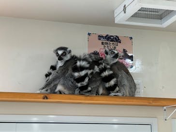 アニタッチ 東京ドームシティに投稿された画像（2025/2/25）