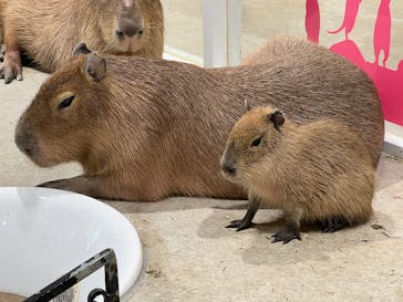 アニタッチ 東京ドームシティに投稿された画像（2025/2/25）