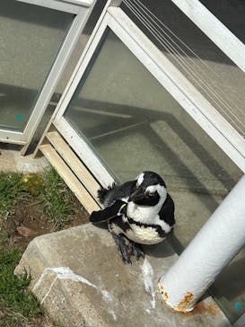 マリンワールド海の中道に投稿された画像（2025/2/25）